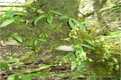 Eria nana
